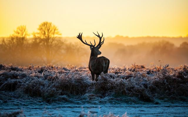 7007454-deer-morning-sunrise.jpg